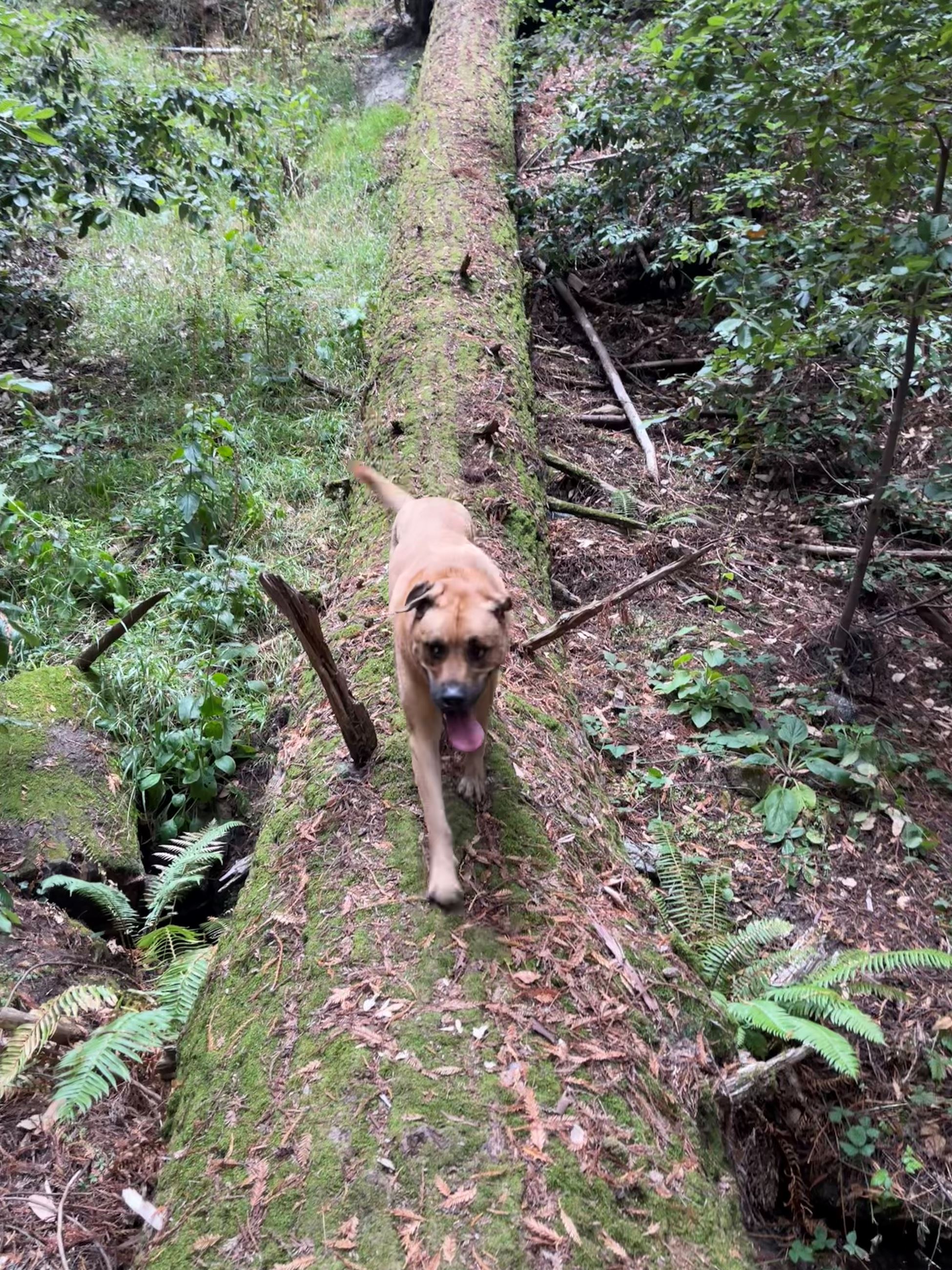 Dog running on a fallen redwood tree (JPEG)