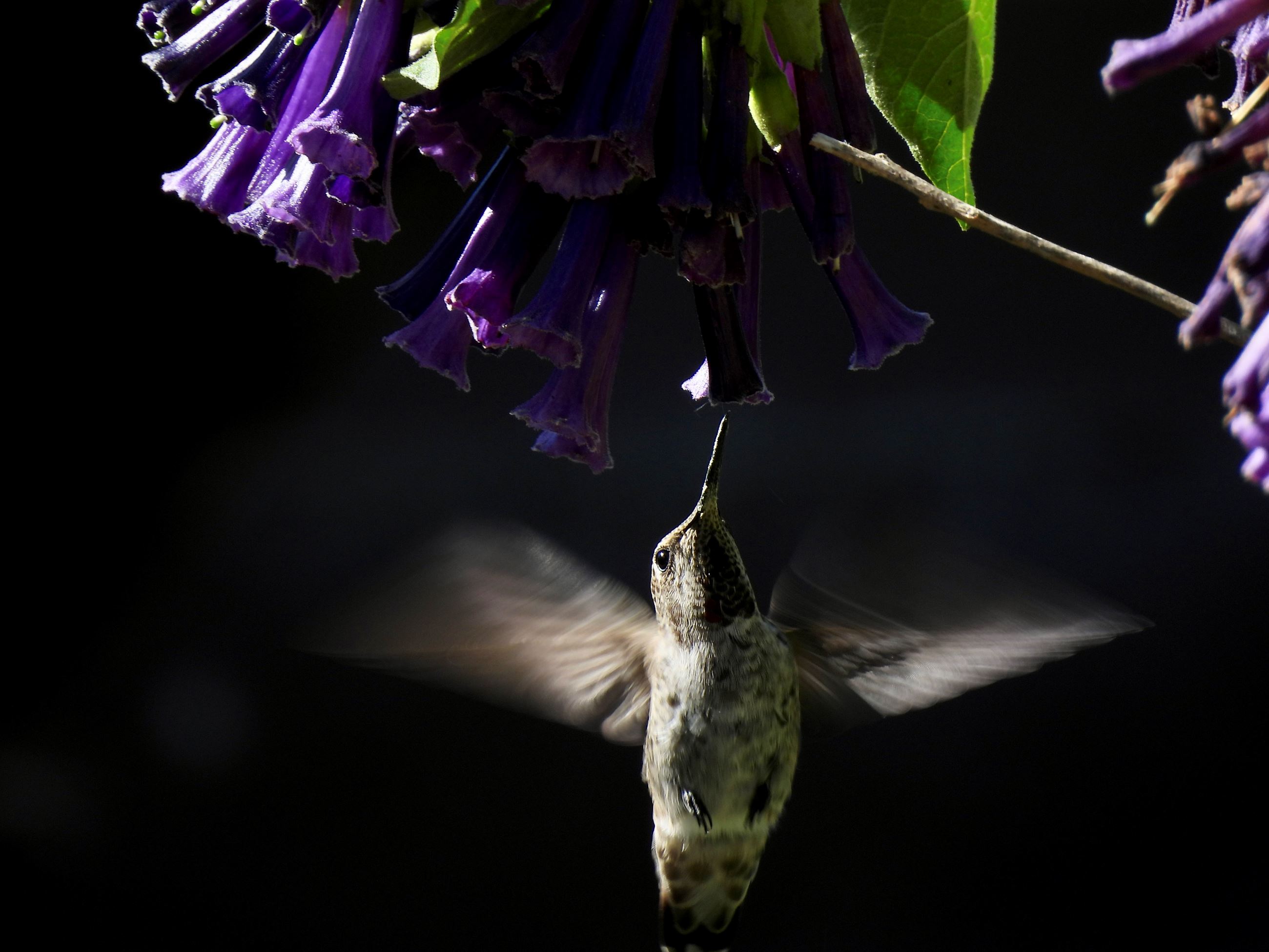 Anna's hummingbird sucking nectar from a purple flower (JPEG)